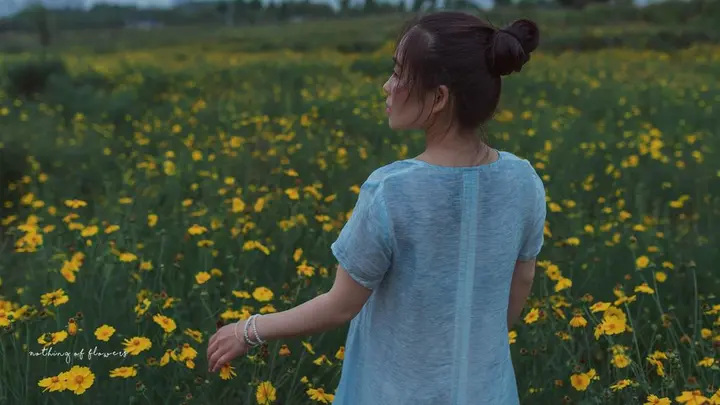 金鸡菊花地