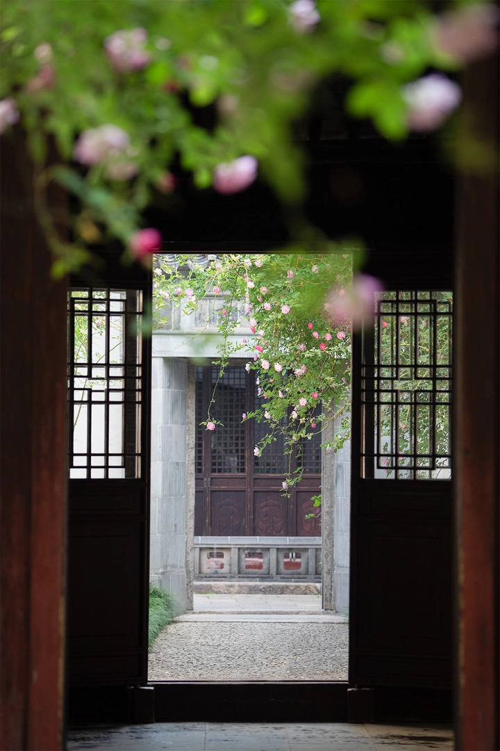 寂寞的艺圃蔷薇