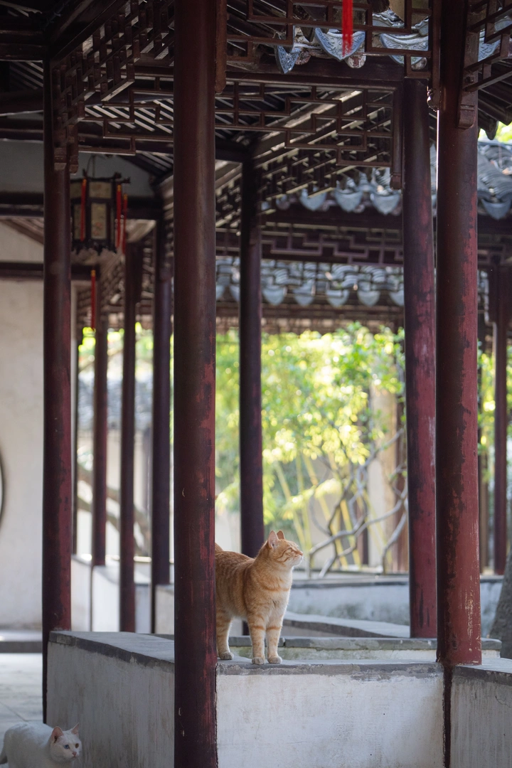 怡园的夏天