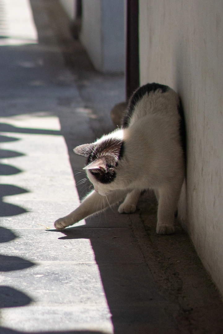 夏天的园林猫