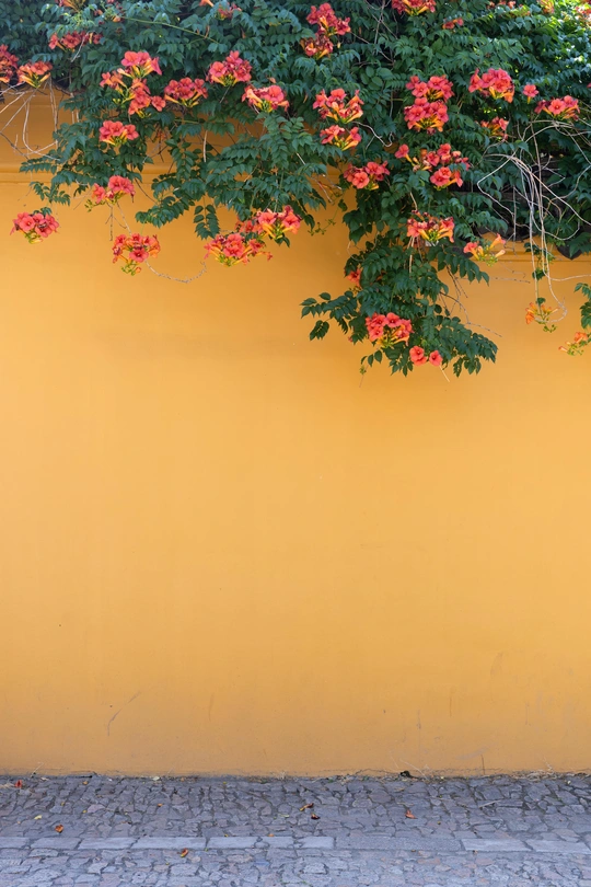 有红花的黄色墙壁