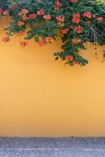 有红花的黄色墙壁