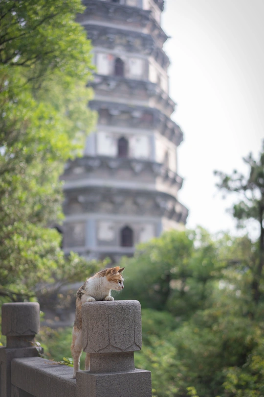 一只小猫坐在栅栏上看宝塔