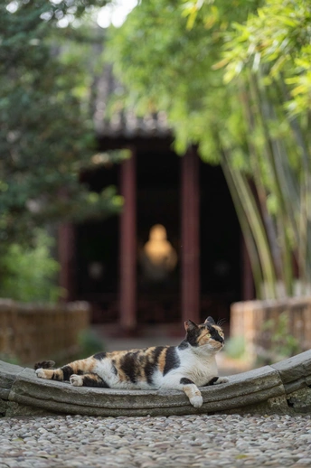 一只猫躺在船上 在树下休息