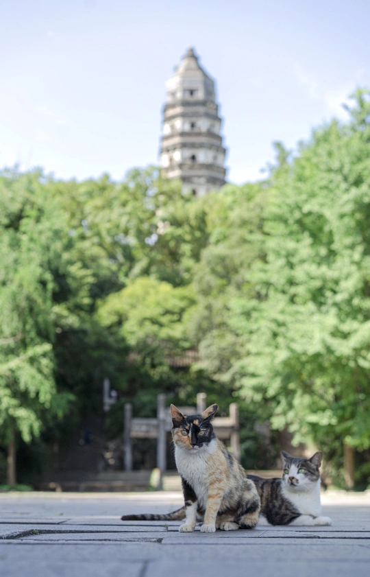 几只猫坐在人行道上