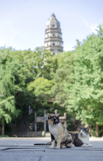 几只猫坐在人行道上