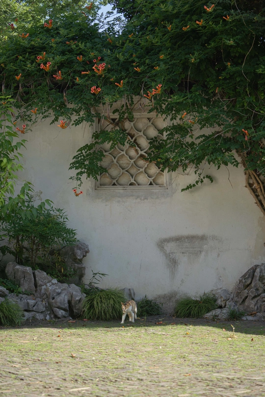 一只猫站在一些树和花附近的草地上