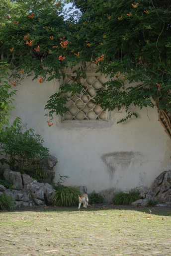 一只猫站在一些树和花附近的草地上