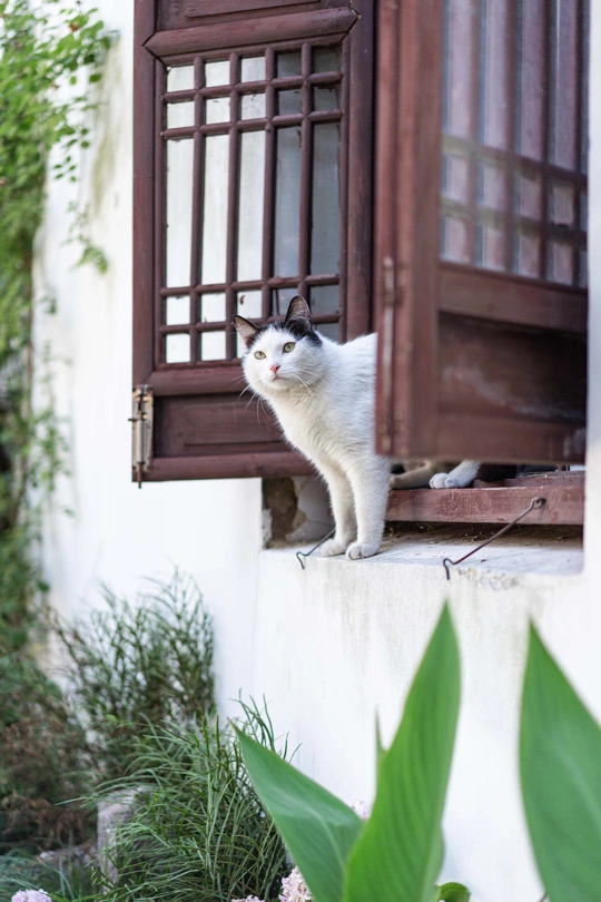 一只黑白相间的猫站在一所白色房子的窗台上