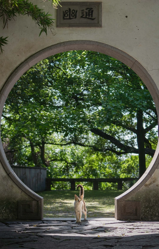 一只小狗和猫穿过圆形隧道 穿过入口处有圆形镜子的拱门