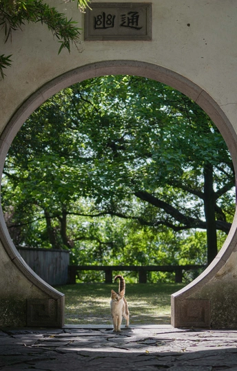 一只小狗和猫穿过圆形隧道 穿过入口处有圆形镜子的拱门