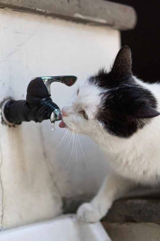 一只黑白相间的猫从水龙头喝水