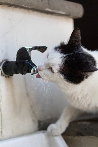 一只黑白相间的猫从水龙头喝水