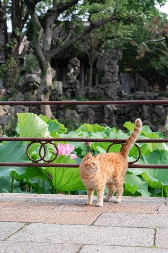 一只橙色的猫站在长椅旁边的人行道上