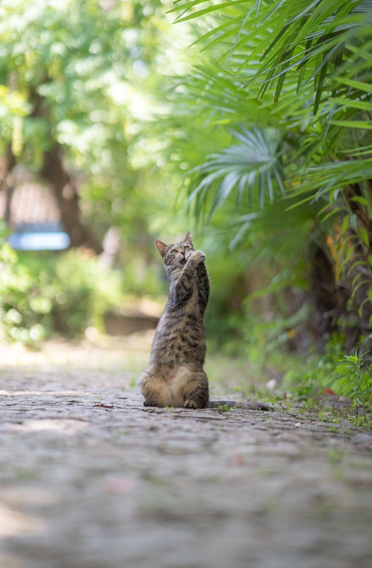 一只小猫坐在小路上
