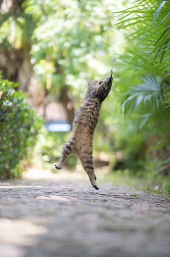 一只猫在空中跳跃