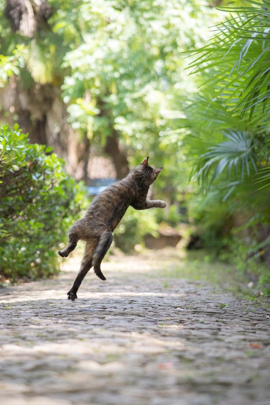 一只猫正站在铺好的小路上