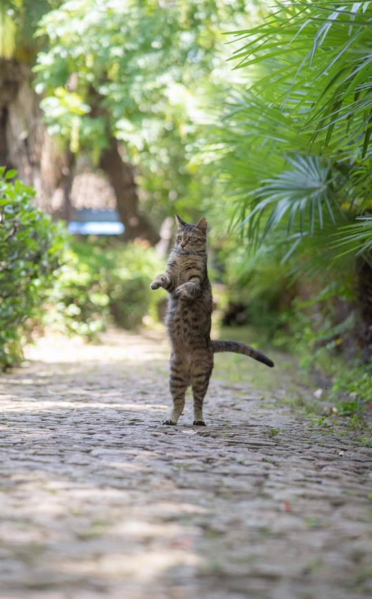猫用后腿在小路上行走