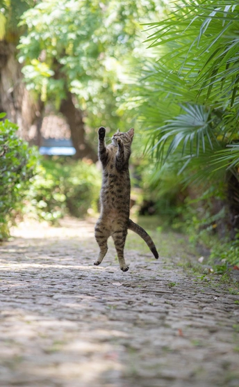 一只猫在砖路上跳到空中