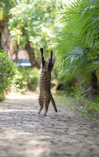 一只猫在砖路上跳到空中