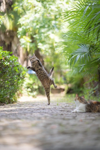 一只猫在小路上跳到空中