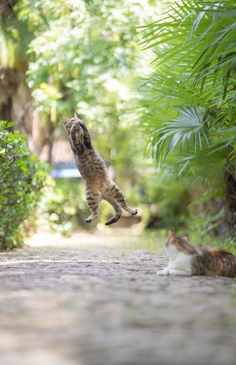 一只猫在小路上跳到空中