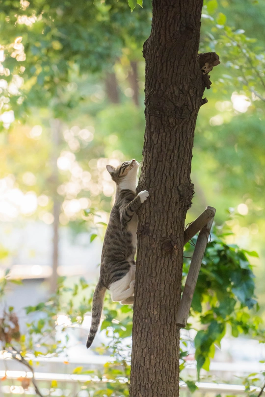 一只正在爬树的小猫