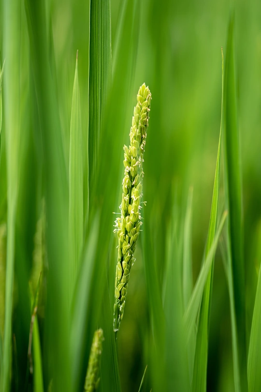 田地里生长的绿色植物的特写