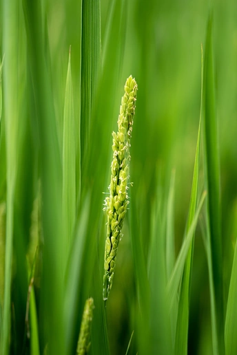 田地里生长的绿色植物的特写