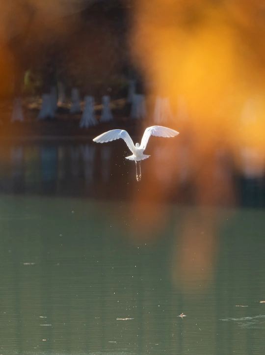 一只白鸟在水上飞翔