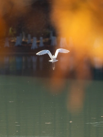一只白鸟在水上飞翔