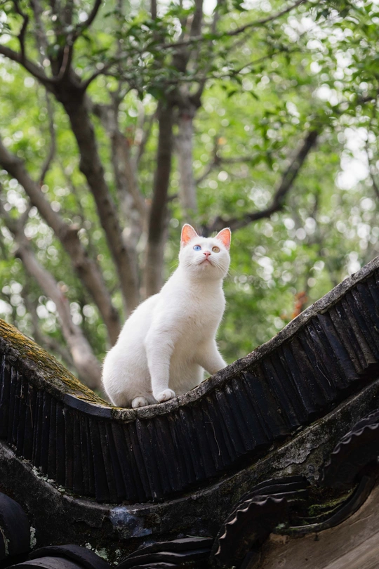 一只坐在黑色屋顶上的白色猫