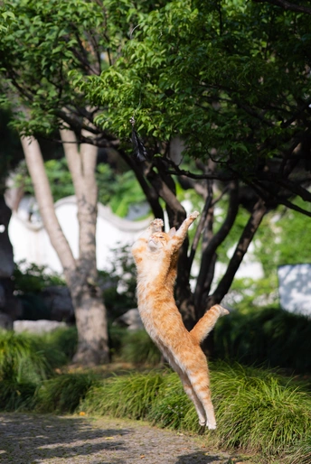 一只橙色的小猫跳了起来