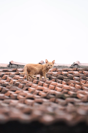 一只橙色猫站在一栋红色建筑的屋顶上
