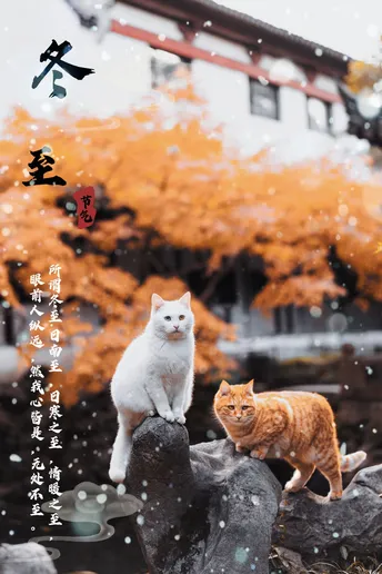 一些猫坐在岩石上