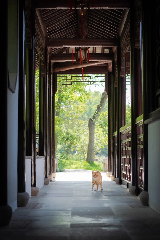一只小狗站在一条长走廊的中间 一只猫站在一座大楼的走廊中间。