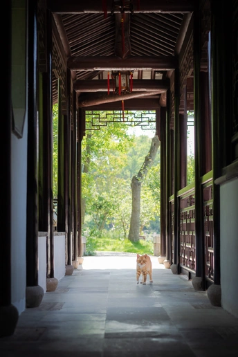 一只小狗站在一条长走廊的中间 一只猫站在一座大楼的走廊中间。