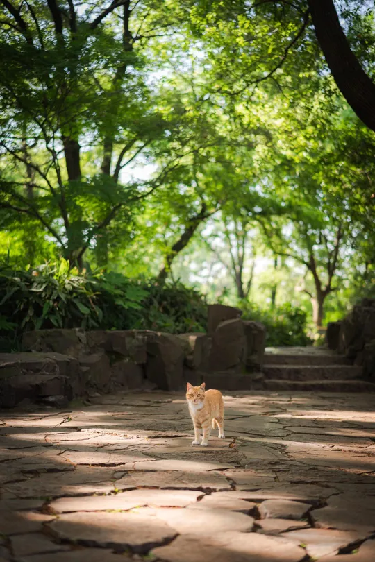 一只橙色和白色的猫在森林里的小径上走