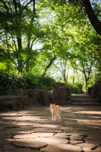 一只橙色和白色的猫在森林里的小径上走