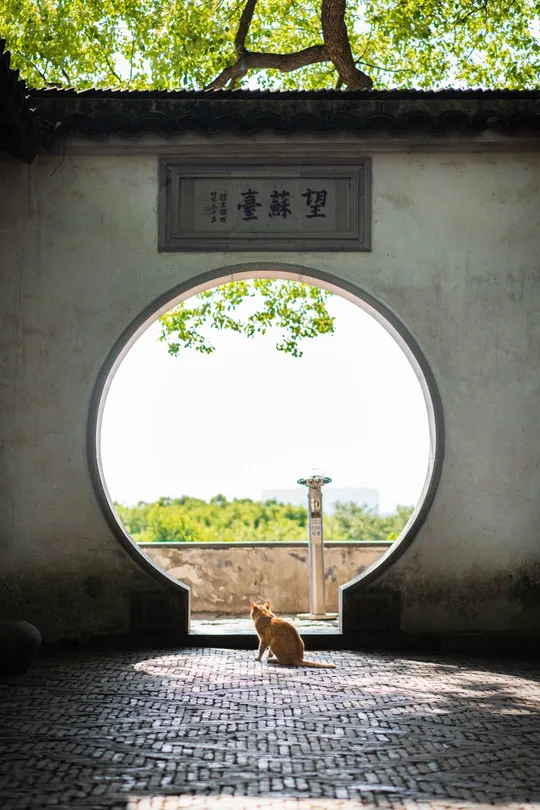 中间有圆窗的封闭隧道 隧道中央有一只小猫坐在墙上的隧道中央。