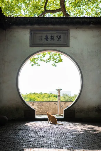 中间有圆窗的封闭隧道 隧道中央有一只小猫坐在墙上的隧道中央。