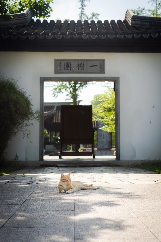 一只橙色和白色的猫躺在人行道上 前面是白色的大门和通往白色建筑的入口。