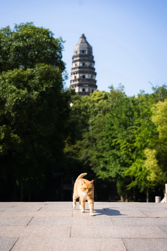 一只橙色和白色的猫站在一块石阶上