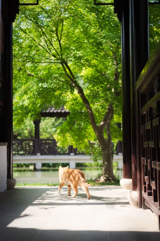 一只橙色猫走出了一扇大门