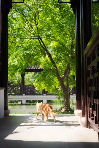 一只橙色猫走出了一扇大门