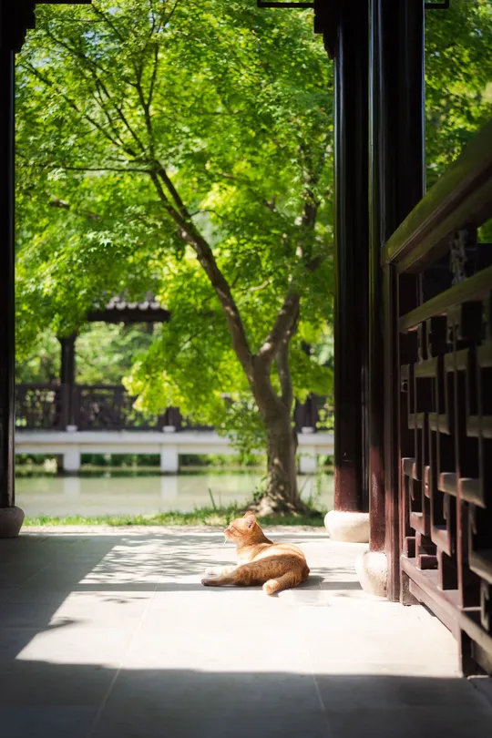 一只橙色猫在建筑物的阳台上 躺在阳光下 窗户是敞开的。