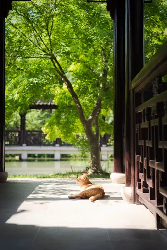 一只橙色猫在建筑物的阳台上 躺在阳光下 窗户是敞开的。