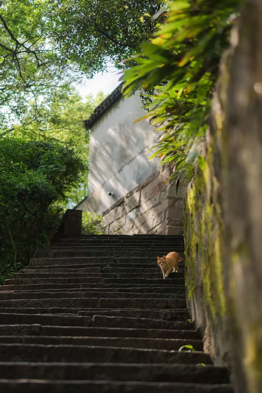 一只猫正在沿着一些向下倾斜的楼梯爬上去。