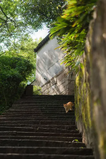 一只猫正在沿着一些向下倾斜的楼梯爬上去。