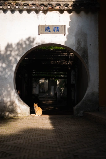 一只橙色猫坐在建筑物墙壁上的一个小隧道里